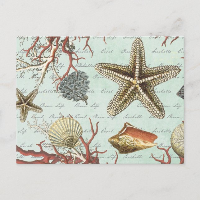 Vintage Seashells...postcard Postcard (Front)