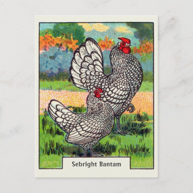 Vintage Sebright Bantam Chicken Postcard (Front)