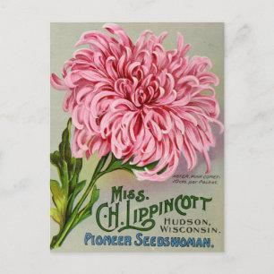 Vintage Seed Ad Postcard