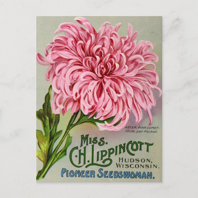 Vintage Seed Ad Postcard (Front)