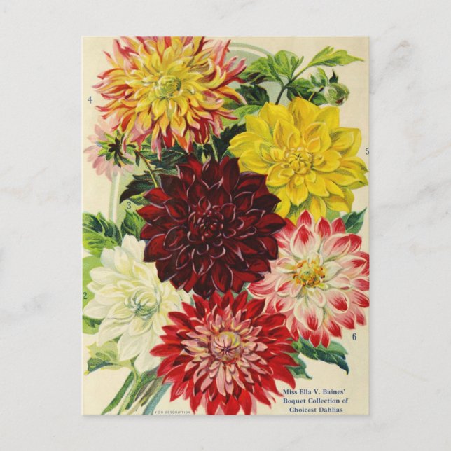 Vintage Seed Ad Postcard (Front)