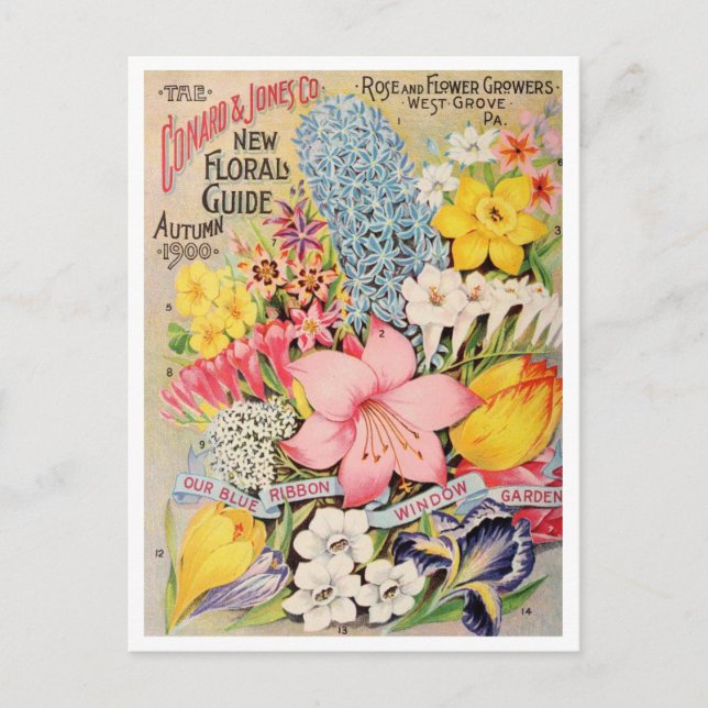 Vintage Seed Ad Postcard (Front)