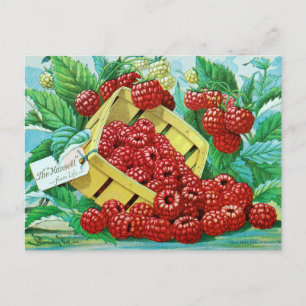 Vintage Seed Ad Postcard