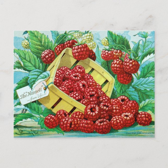 Vintage Seed Ad Postcard (Front)