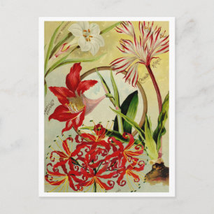 Vintage Seed Ad Postcard