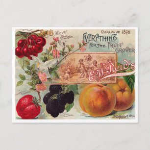 Vintage Seed Ad Postcard