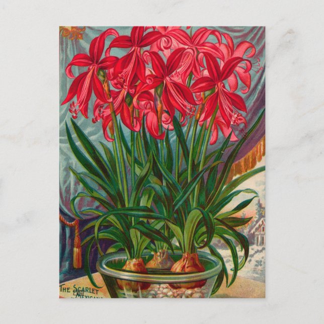 Vintage Seed Ad Postcard (Front)