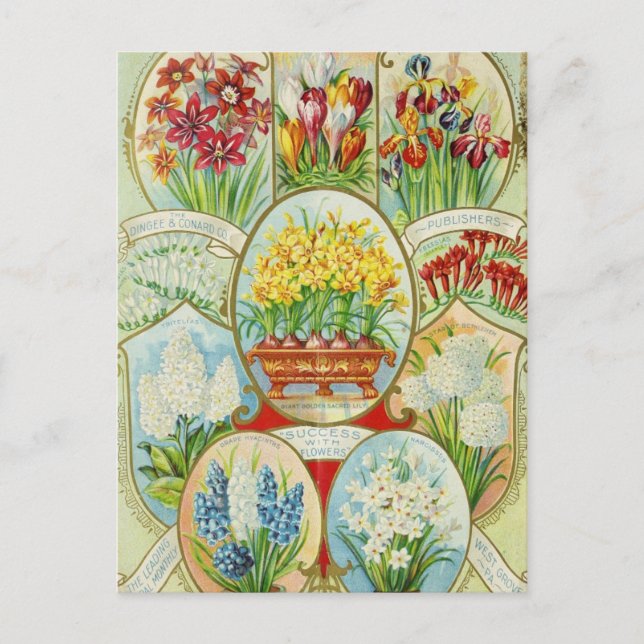 Vintage Seed Ad Postcard (Front)