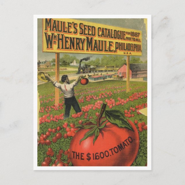 Vintage Seed Ad Postcard (Front)