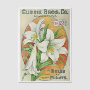 Vintage Seed Catalog Currie Bros 1905 Lilies Tissue Paper