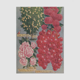 Vintage Seed Catalogue Fruit and Flowers Tissue Paper