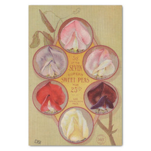 Vintage Seed Catalogue Superb Sweet Peas Tissue Paper