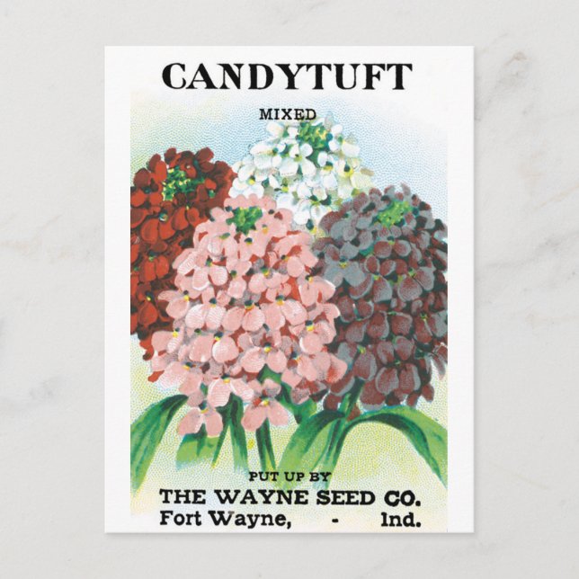 Vintage Seed Packet Art, Candytuft Garden Flowers Postcard (Front)