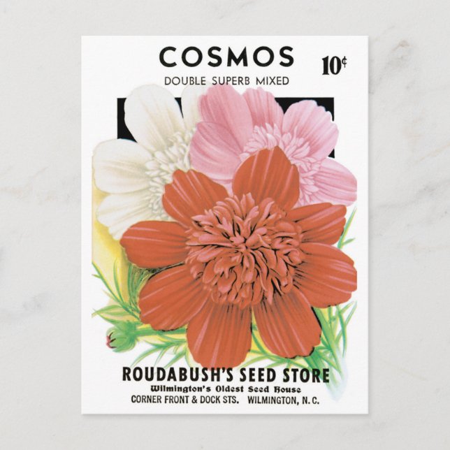 Vintage Seed Packet Art, Cosmos Garden Flowers Postcard (Front)
