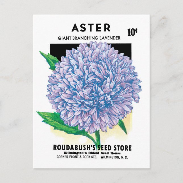 Vintage Seed Packet Art, Purple Aster Flowers Postcard (Front)