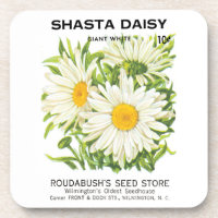 Vintage Seed Packet Art, Shasta Daisy Flowers