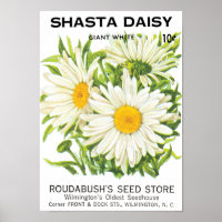 Vintage Seed Packet Art, Shasta Daisy Flowers