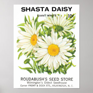Vintage Seed Packet Art, Shasta Daisy Flowers Poster