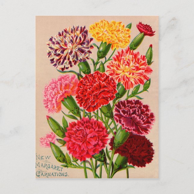 Vintage Seed Packet Cards, Postage and Gifts Postcard (Front)