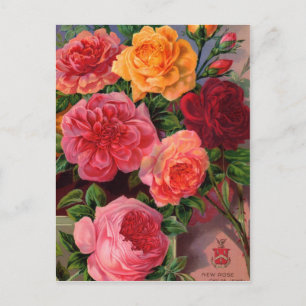 Vintage Seed Packet Cards, Postage and Gifts Postcard