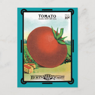 Vintage Seed Packet Label Art, Burt's Seed Tomato Postcard