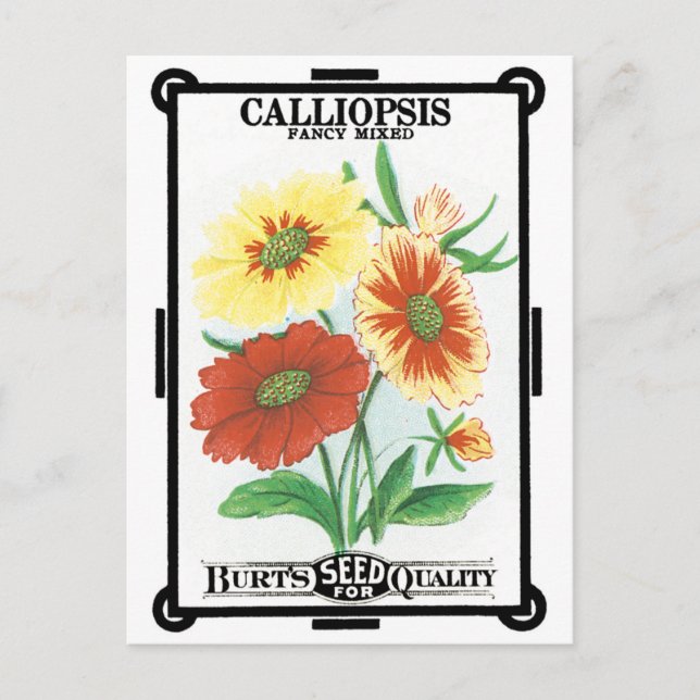 Vintage Seed Packet Label Art, Calliopsis Flowers Postcard (Front)
