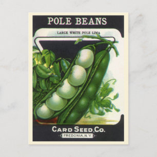 Vintage Seed Packet Label Art, Pole Lima Beans Postcard