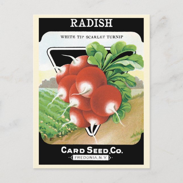 Vintage Seed Packet Label Art, Scarlet Radishes Postcard (Front)