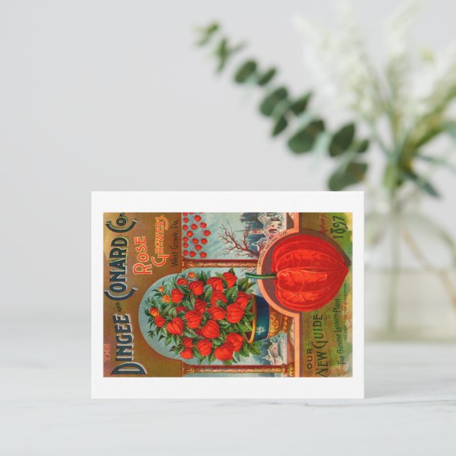 Vintage Seed Packet Postcard.  Postcard (Standing Front)