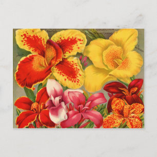 Vintage Seed Packets Cards, Postage and Gifts Postcard