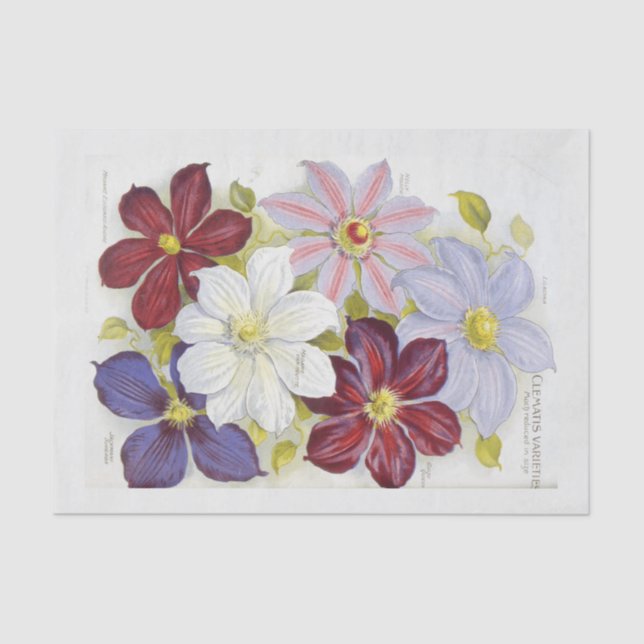 Vintage Seeds Packet Inspired Decoupage Tissue Paper (Front)