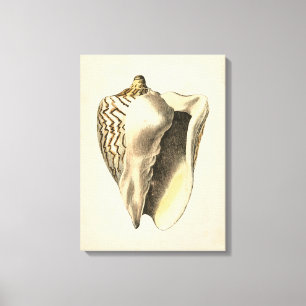 Vintage Sepia Conch Shell Canvas Print