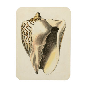 Vintage Sepia Conch Shell Magnet