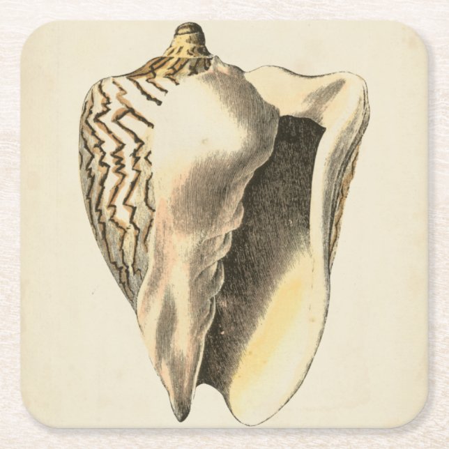Vintage Sepia Conch Shell Square Paper Coaster (Front)