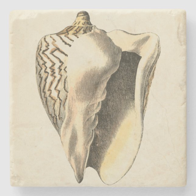 Vintage Sepia Conch Shell Stone Coaster (Front)
