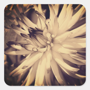 Vintage Sepia Dahlia Flower  Square Sticker