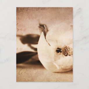 Vintage Sepia Magnolia Flower Floral Flower Postcard