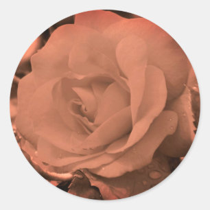 Vintage Sepia Rose Flower Classic Round Sticker