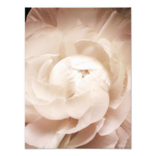 Vintage Sepia White & Cream Ranunculus Background Photo Print