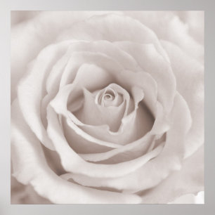 Vintage Sepia White & Cream Rose Background Custom Poster