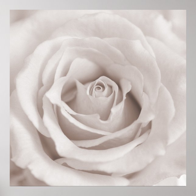 Vintage Sepia White & Cream Rose Background Custom Poster (Front)