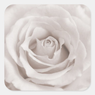 Vintage Sepia White & Cream Rose Background Custom Square Sticker