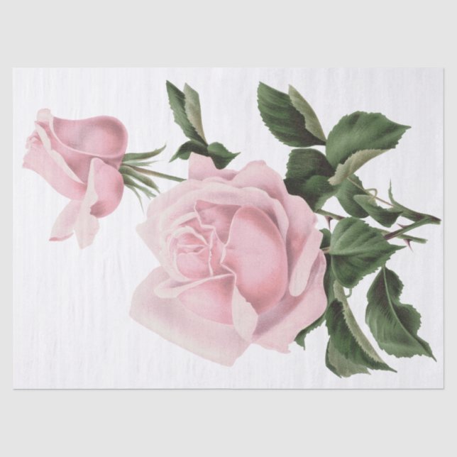 Vintage Shabby Pink Floral Roses Tissue Paper (Front)
