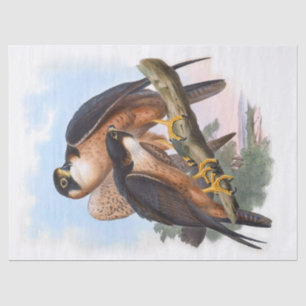 Vintage Shaheen Falcon Bird Decoupage Tissue Paper