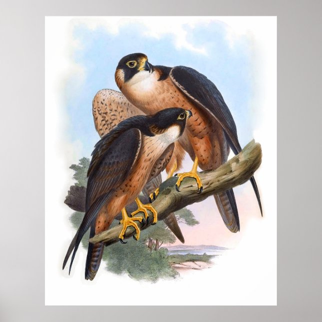 Vintage Shaheen Falcon Bird Poster (Front)