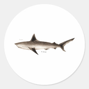 Vintage Shark Illustration - Retro Sharks Template Classic Round Sticker