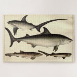 Vintage Shark Illustrative Diagram (1901) Jigsaw Puzzle<br><div class="desc">This is a vintage illustrative diagram of various sharks originally produced in 1901.</div>