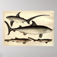 Vintage Shark Illustrative Diagram (1901)