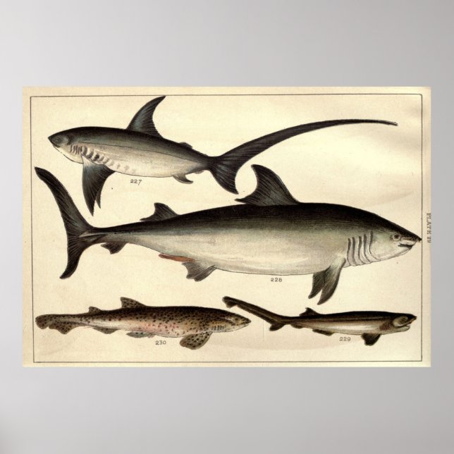 Vintage Shark Illustrative Diagram (1901) Poster (Front)