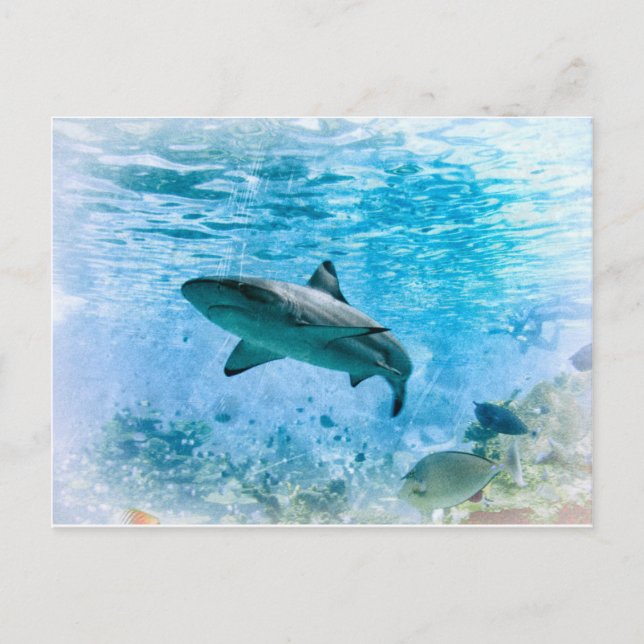 Vintage Shark Postcard (Front)
